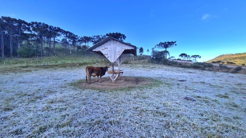 Serra catarinense amanhece gelada neste sábado – Foto: Mycchel Legnagh/Reprodução/ND