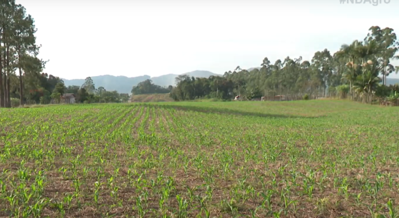 Rotação de culturas é alternativa para produtores rurais do Vale do Itajaí, em SC &#8211; Foto: Reprodução/NDTV RecordTV