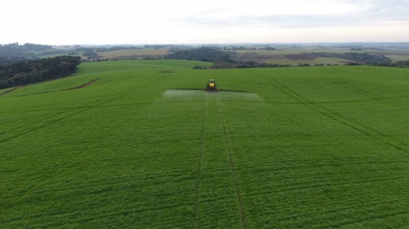 Lavoura de trigo em Varge&atilde;o, Oeste de SC – Foto: Divulga&ccedil;&atilde;o/ND
