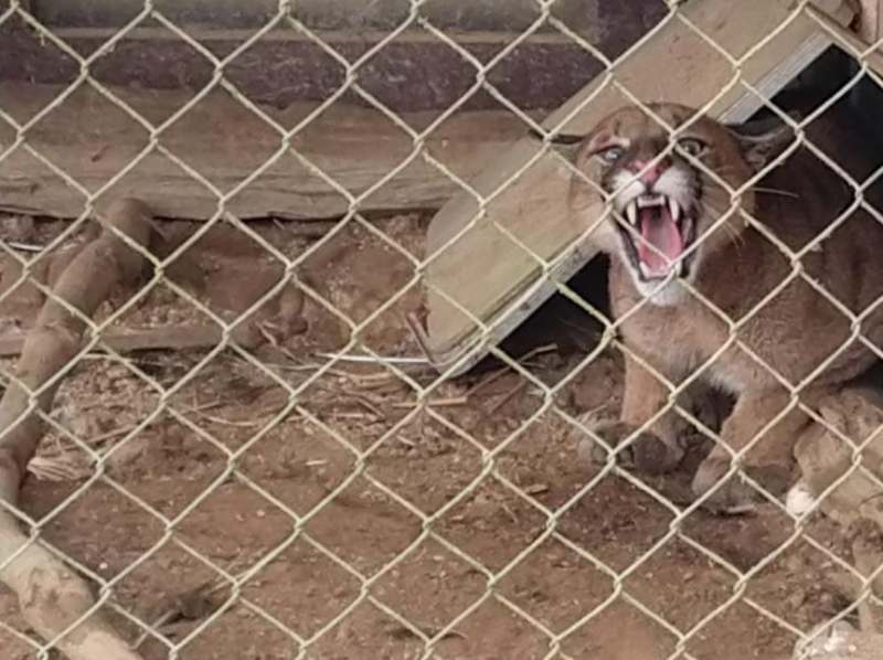 Animal precisou ser resgatado na manhã deste sábado (15) após ficar preso em um terreno – Foto: Divulgação/CBM Ituporanga/ND