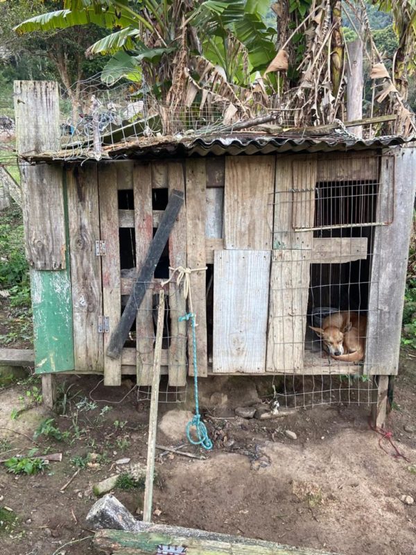 animais vítimas de maus-tratos em Florianópolis