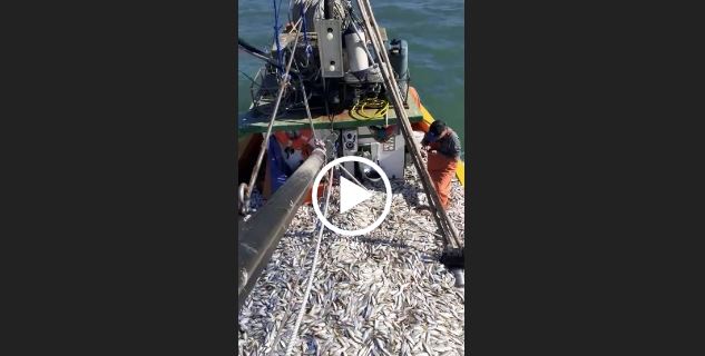 Barco fica lotado de sardinhas e pescadores comemoram em Navegantes – Foto: Reprodu&ccedil;&atilde;o/ND