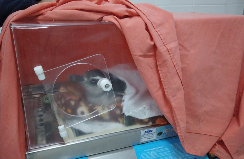 Pinguim foi colocado em uma unidade de tratamento para se recuperar – Foto: Nilson Coelho/R3 Animal