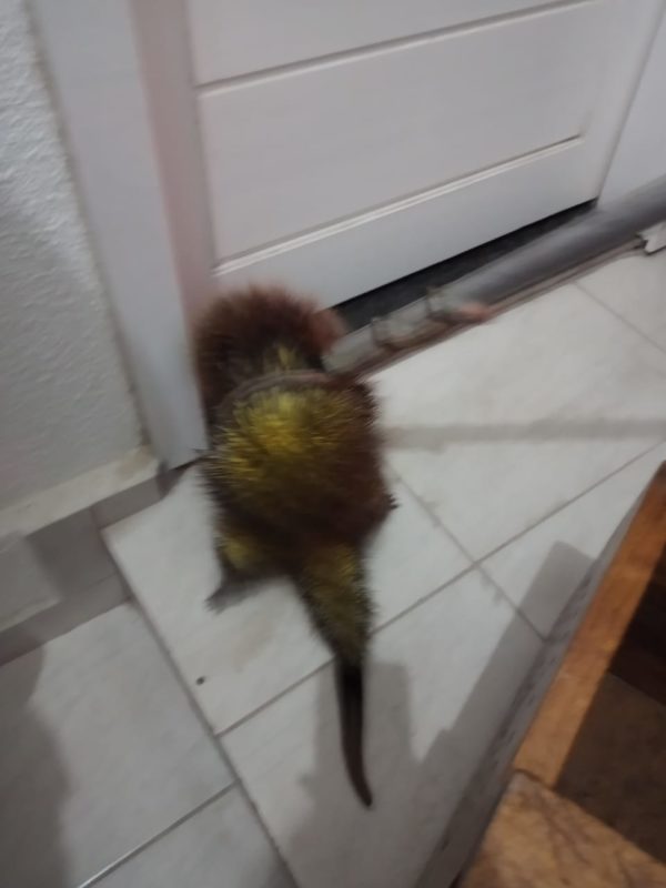 Corpo de Bombeiros foi acionado para fazer a retirada do animal – Foto: Divulgação/ND