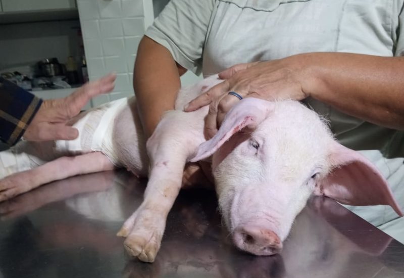 Filhote de porco encontrado na BR-101 foi nomeado “Baby Pig J&uacute;nior” e levado a um santu&aacute;rio – Foto: Divulga&ccedil;&atilde;o/ND
