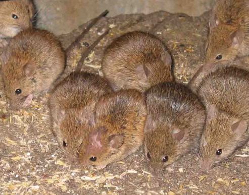 Infestação de ratos preocupa governo da Austrália &#8211; Foto: Peter Brown/Divulgação
