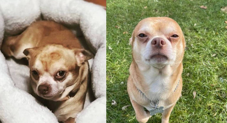 Chihuahua Prancer foi adotado nos Estados Unidos ap&oacute;s an&uacute;ncio inusitado – Foto: Reprodu&ccedil;&atilde;o