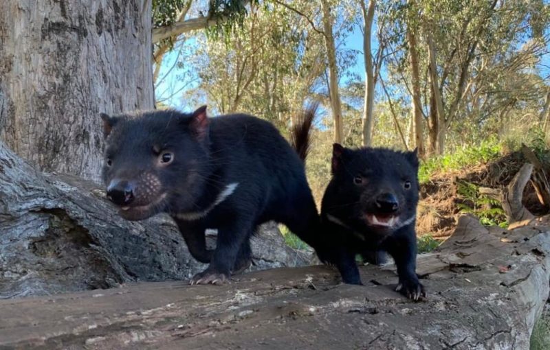 Bebês diabo-da-Tasmânia nasceram na Austrália na segunda (24) &#8211; Foto: Reprodução/ Instagram Aussie Ark