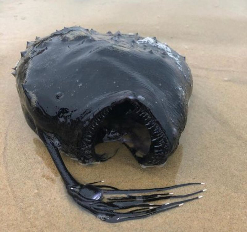 Peixe-futebol encontrado em praia da Califórnia na última sexta (7) – Foto: Reprodução/ Twitter Davey’s Locker