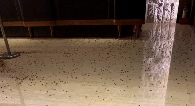 Restaurante ficou cheio de baratas e precisou ser dedetizado – Foto: Reprodução/ Youtube