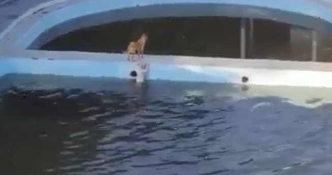 Cachorro foi salvo ap&oacute;s quase se afogar em uma piscina – Foto: Reprodu&ccedil;&atilde;o/Divulga&ccedil;&atilde;o