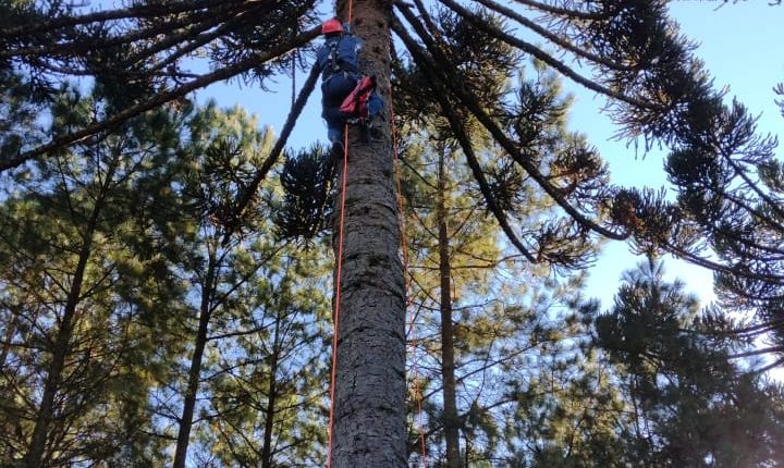 Homem subiu na araucária para colher pinhão, mas não conseguiu descer de uma altura de 25 metros – Foto: Corpo de Bombeiros/Divulgação/ND