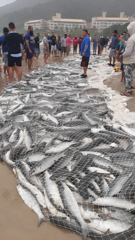 Pesca da tainha na praia do Santinho – Foto: Divulgação/ND