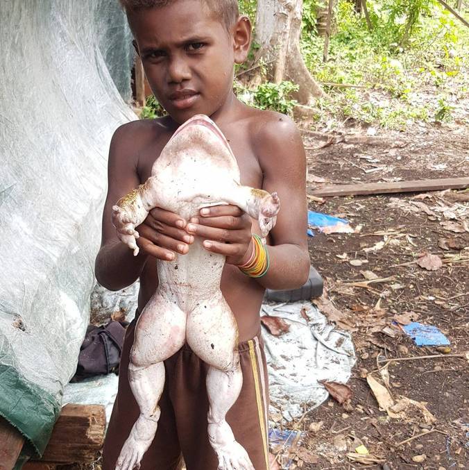Rã gigante também conhecida como galinha do mato, encontrada nas Ilhas Salomão – Foto: Reprodução/Facebook/Jimmy Hugo