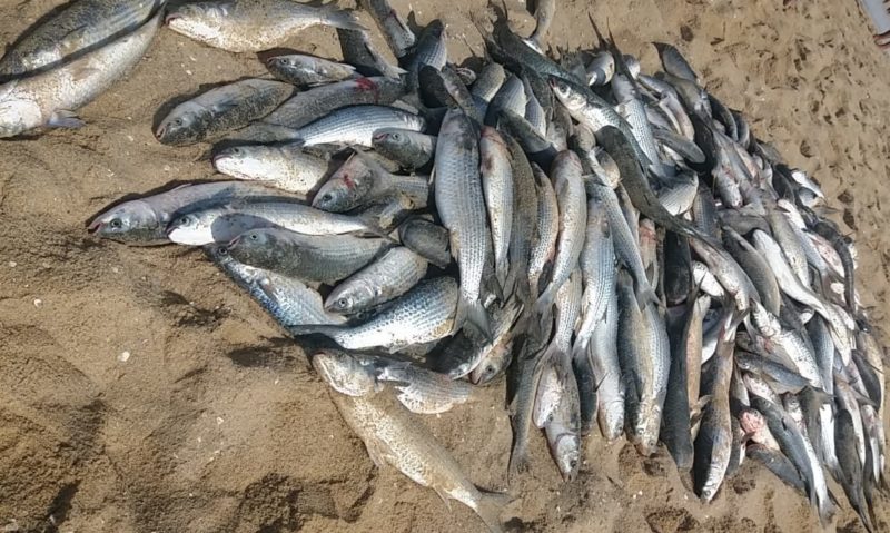 Lan&ccedil;o aconteceu nesta segunda-feira – Foto: Divulga&ccedil;&atilde;o/ND