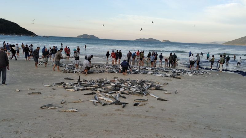 Quase 5 mil tainhas foram pescadas nas praias de Florian&oacute;polis – Foto: Reprodu&ccedil;&atilde;o/ND
