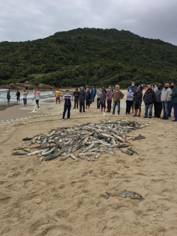 Domingo (30) de frio tem saldo positivo para a pesca da tainha na Praia Brava, em Florianópolis – Foto: Zap Zap da Tainha/Reprodução