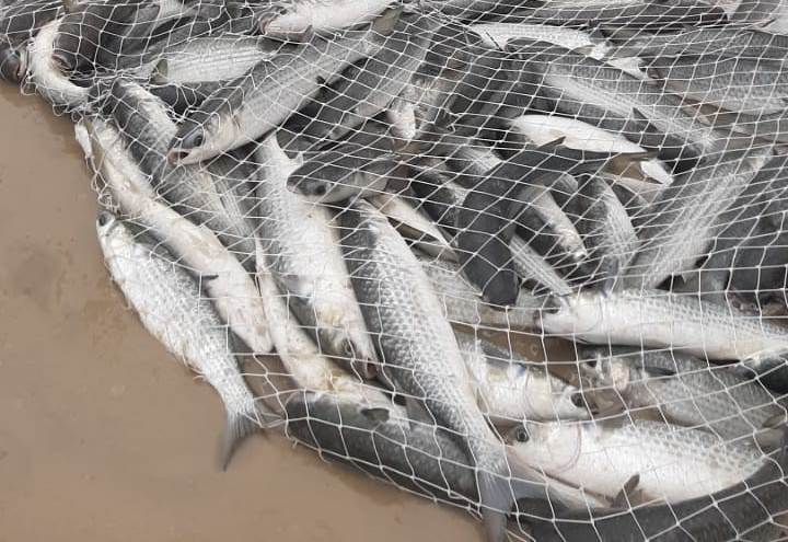 Vídeos: pescadores capturam cerca de 1 mil tainhas na praia do santinho em florianópolis
