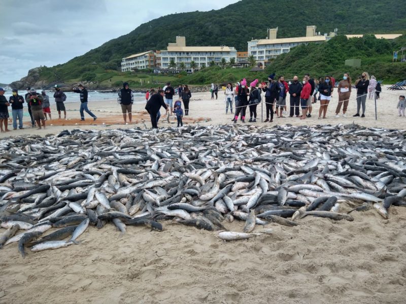 Lanço de tainha na praia do Santinho – Foto: Divulgação/ND
