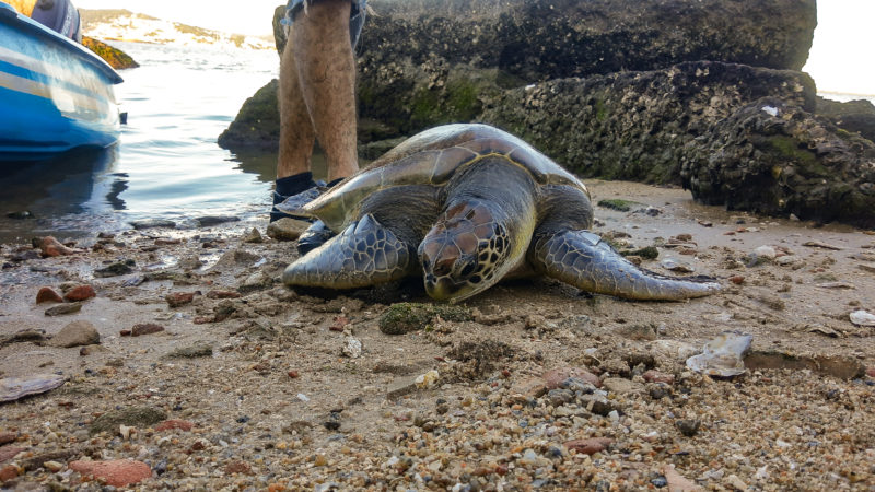 Tartaruga estava presa a uma rede de pesca