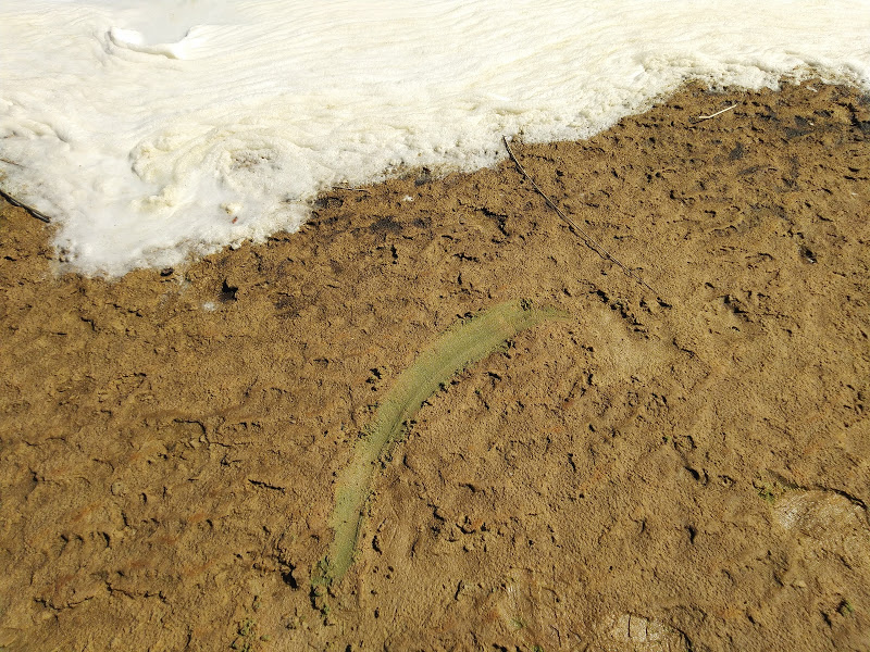 Aspecto da areia onde a biomassa e as escumas das cianobactérias se depositam. A parte verde sob a areia mostra o acúmulo de pigmentos – Foto: Reprodução/UFSC
