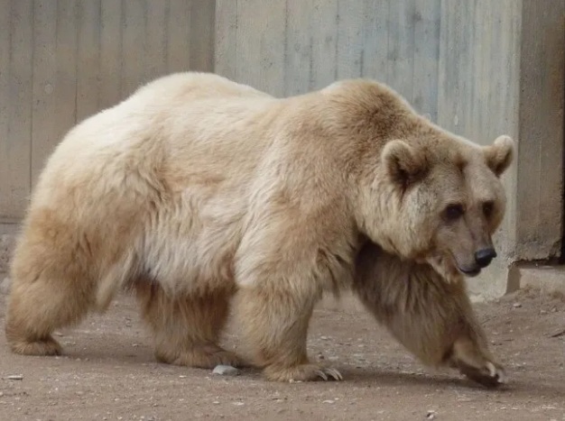 Os chamados ursos-grolares s&atilde;o mais resistentes &agrave;s mudan&ccedil;as clim&aacute;ticas e possuem uma dieta mais variada&nbsp;– Foto: Reprodu&ccedil;&atilde;o/ND