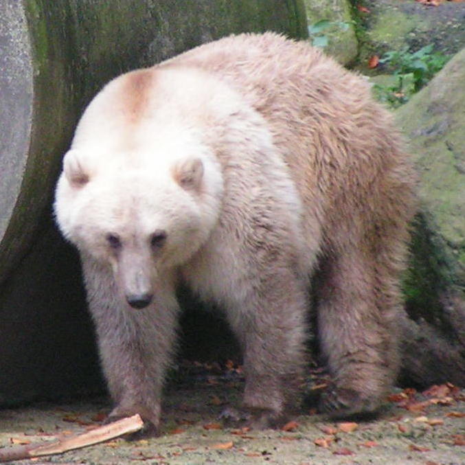 Acasalamento entre ursos polares e pardos gera nova esp&eacute;cie h&iacute;brida, o urso-grolar – Foto: CORRADOX/WIKIMEDIA COMMONS/Portal R7