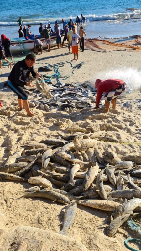 400 peixes foram capturados na praia do Gravat&aacute; nesta ter&ccedil;a-feira (25) – Foto: Zap Zap da Tainha/Divulga&ccedil;&atilde;o/ND