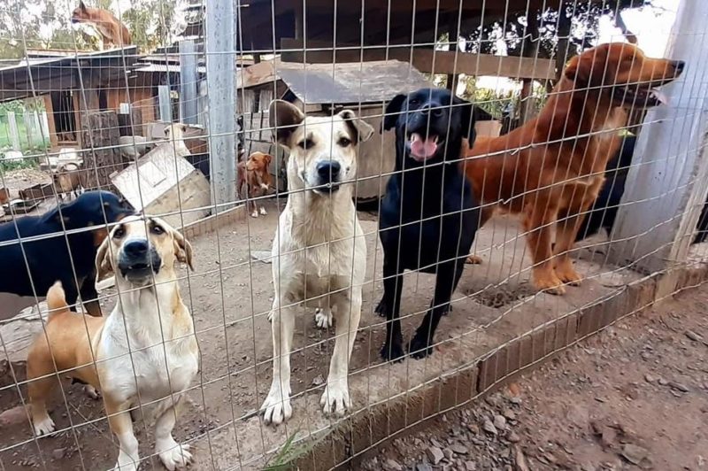 Prefeitura terá que promover melhorias em abrigo de animais mantido por idosa no Alto Vale – Foto: Arquivo Pessoal/Redes Sociais