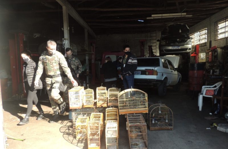 Cerca de 25 aves foram apreendidas pela Pol&iacute;cia Militar Ambiental e fiscais da Famcri – Foto: Divulga&ccedil;&atilde;o/Decom/ND