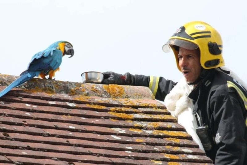 Arara ‘boca suja’ solta palavrão após ser resgatada por bombeiro – Foto: Foto: Reprodução/The Telegraph/Twitter/ND