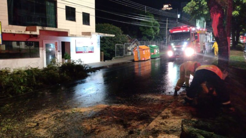 Árvore cai após forte vento no Oeste de SC – Foto: Divulgação/ND