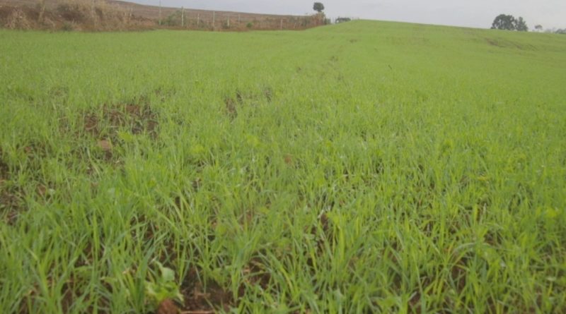 Pai e filho que cultivam grãos de inverno no Extremo Oeste de SC – Foto: Divulgação/ND