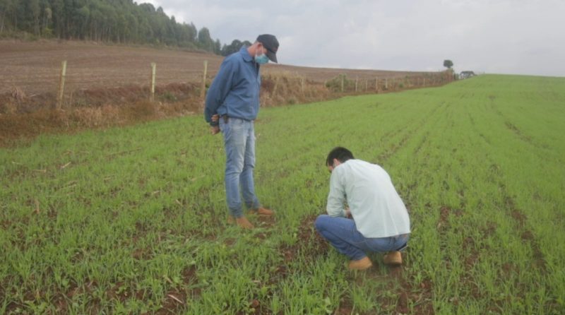 Pai e filho cultivam cereais de inverno em Faxinal dos Guedes, no Extremo Oeste de SC – Foto: Divulgação/ND