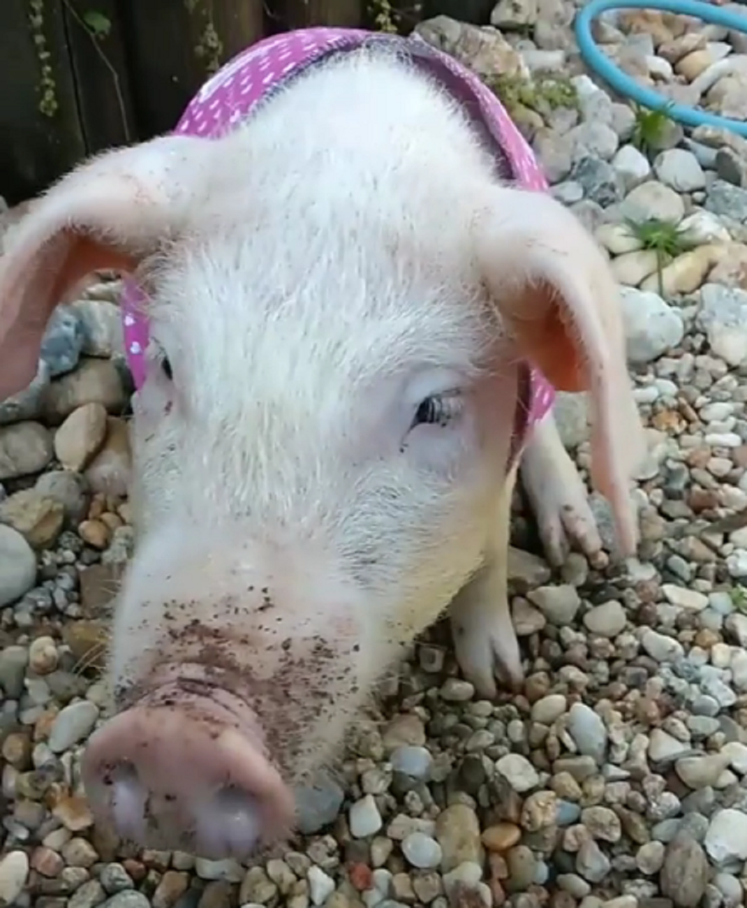 Projeto em análise na Câmara dos Deputados propõe proibir exportação e importação de animais vivos por via marítima no Brasil.