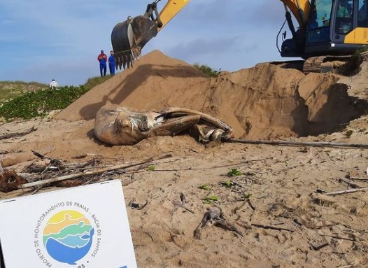 Carca&ccedil;a foi enterrada na praia onde ocorreu o encalhe. – Foto: Reprodu&ccedil;&atilde;o v&iacute;deo/Divulga&ccedil;&atilde;o ND