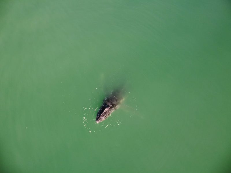 Animal tem aparecido com frequência no litoral de Santa Catarina – Foto: Emanuel Ferreira/ R3 Animal