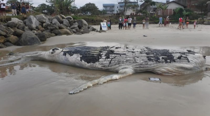 Baleia-jubarte com mais de sete metros foi encontrada em Itapoá – Foto: PMP-BS/Divulgação