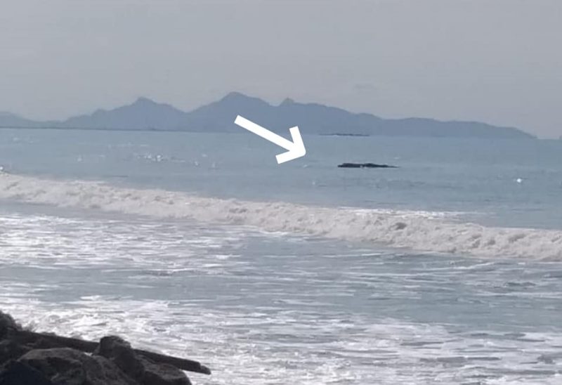 Baleia-jubarte estava à deriva em praia de Itapoá – Foto: PMP-BS/Divulgação