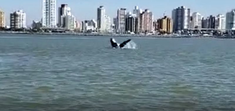 Mãe e filha fizeram uma “visita” ao Canal da Barra, no Rio Itajaí-Açu – Foto: Reprodução/ND