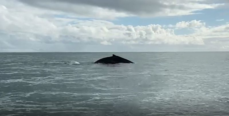 Pescadores flagraram baleia em S&atilde;o Francisco do Sul – Foto: Arquivo pessoal/Meada