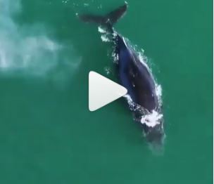 Mais baleias s&atilde;o avistadas no Litoral Norte de SC, veja v&iacute;deos – Foto: Reprodu&ccedil;&atilde;o/Redes sociais