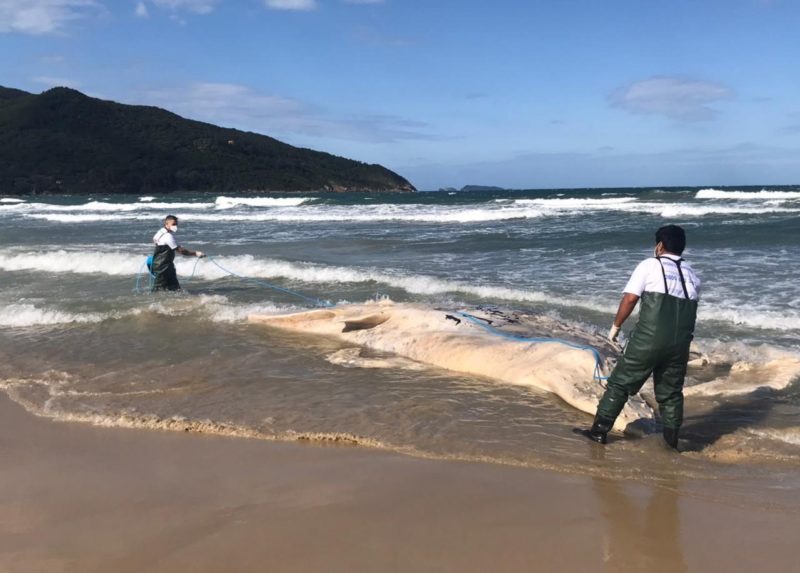 Baleia-jubarte foi encontrada morta na Praia dos Açores, no Sul de Florianópolis – Foto: Divulgação/R3 Animal