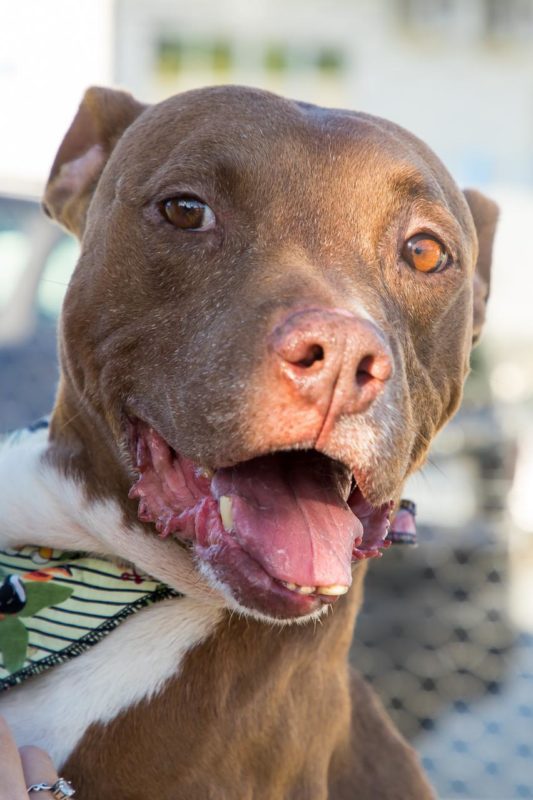 Pascal, um macho mesti&ccedil;o da ra&ccedil;a pit bull, ainda busca um lar – Foto: PMF/Divulga&ccedil;&atilde;o/ND