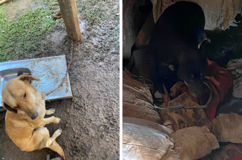 Dois cachorros foram encontrados sofrendo maus-tratos na casa de uma mulher em Lebon Reg&iacute;s – Foto: Pol&iacute;cia Civil/Divulga&ccedil;&atilde;o/ND