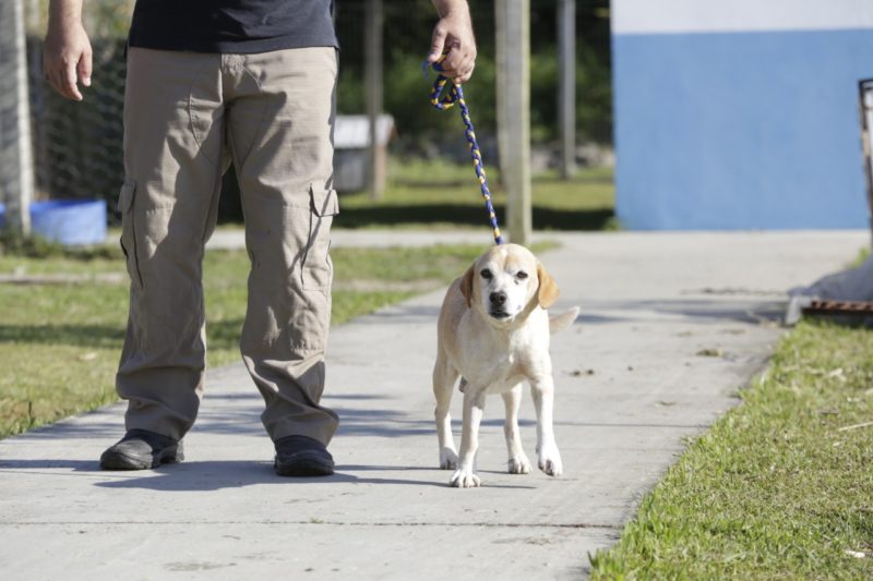 Astro é um dos animais que aguardam um novo lar – Foto: Prefeitura de Joinville/Divulgação