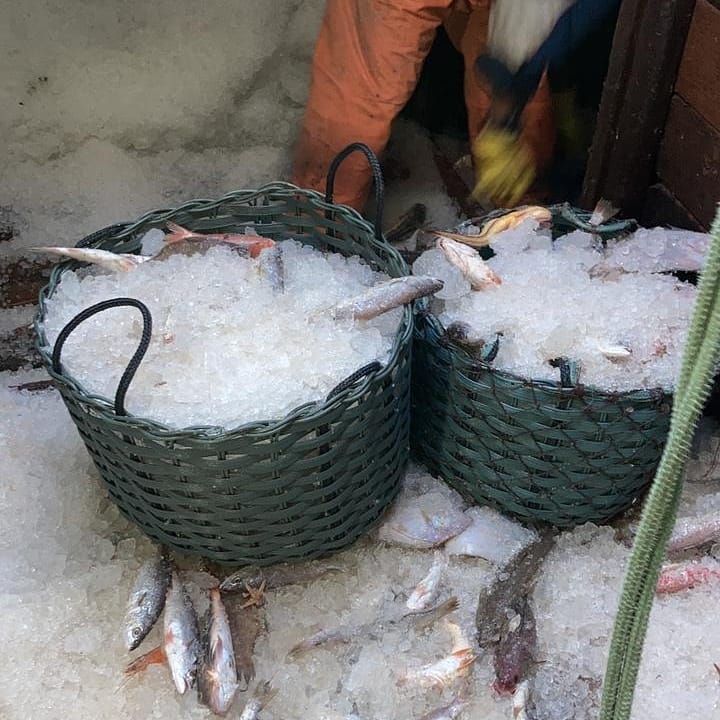 Estabelecimento foi condenado por vender peixe com gelo acima do correto – Foto: PMSC Ambiental/Divulga&ccedil;&atilde;o