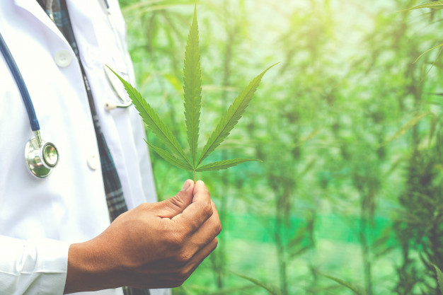 Debate sobre o uso medicinal da maconha avançou no Brasil – Foto: Freepik/Reprodução/ND