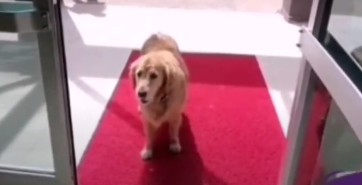 cão na frente do hospital