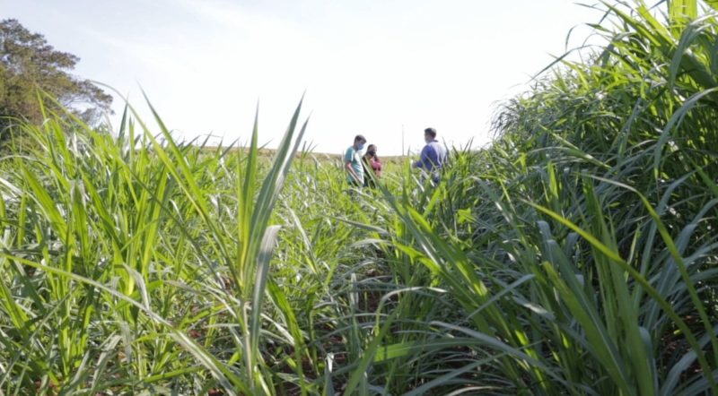 Produtor de Palmitos cultiva capim capiaçu para alimentar o rebanho de gado – Foto: Divulgação/ND